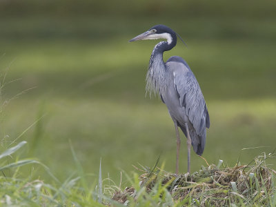 black-headed heron <br> Ardea melanocephala