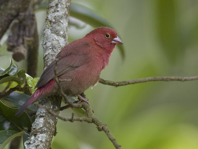 red-billed firefinch <br> Lagonosticta senegala