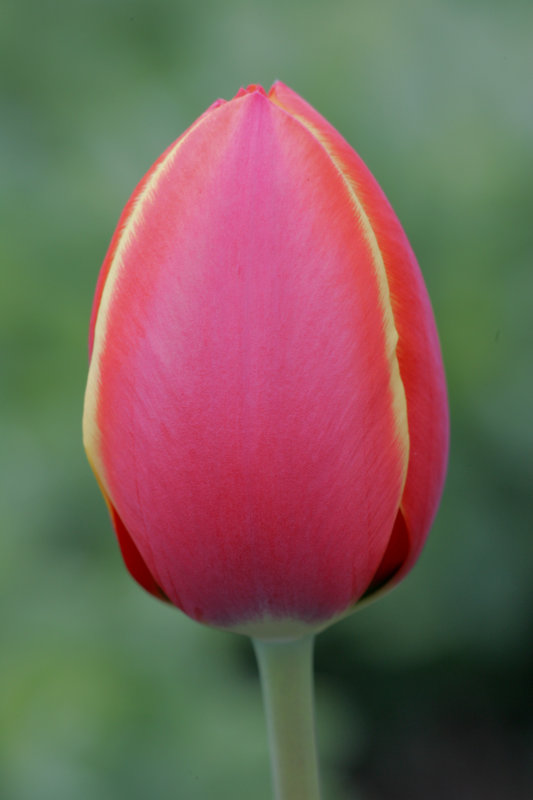 DC Tulip 04-10-1.jpg