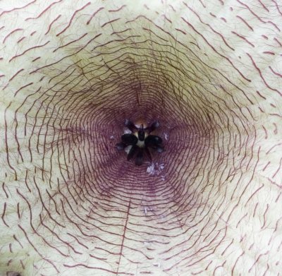 National Botanical Gardens