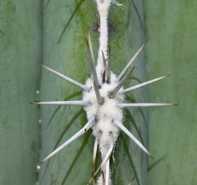 National Botanical Gardens