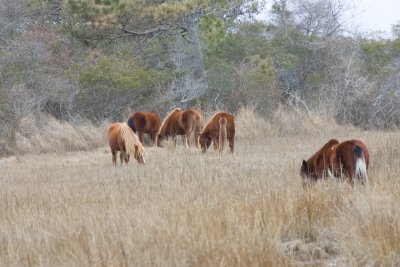 Assateague 07-21.jpg