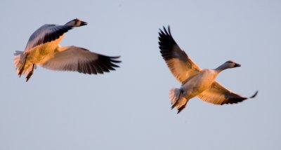 Assateague 07-9.jpg