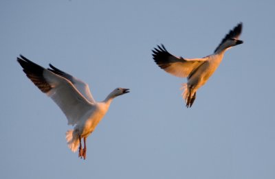 Assateague 07-25.jpg