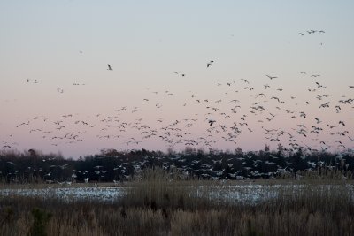 Assateague 07-27.jpg