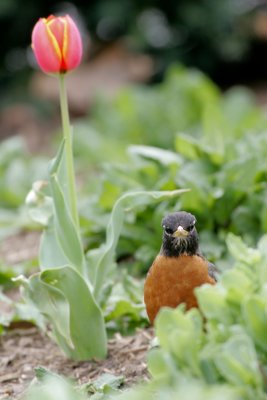 DC Tulips-1.jpg