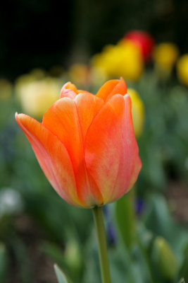 DC Tulips-2.jpg