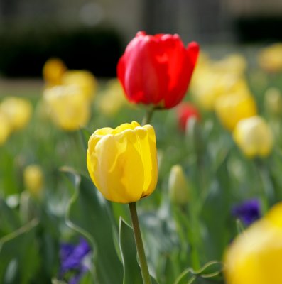 DC Tulips-3.jpg
