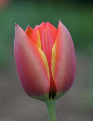 DC Tulip 04-10-2.jpg