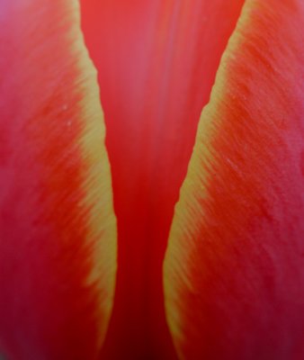 DC Tulip 04-10-3.jpg