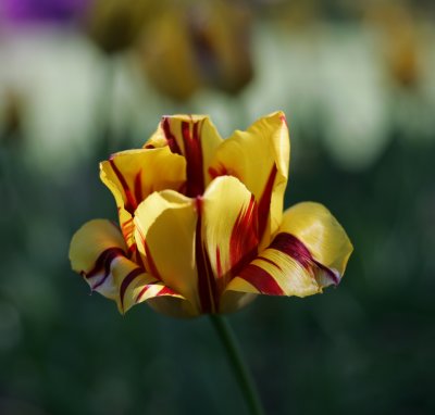LX7O9394.jpg
