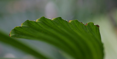 National Botanical Gardens 08-03-07