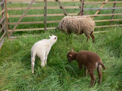 Sheep with lambs