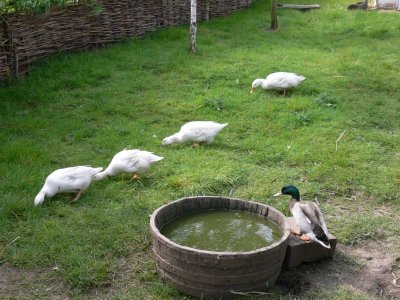 and yet more ducks