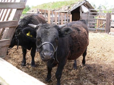 Young Oxen