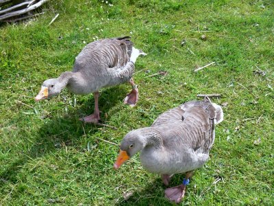 Goose stepping