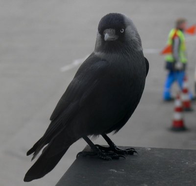 001 Blackbird at Amsterdam airport.