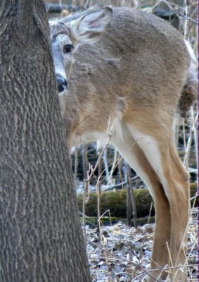 007 Oh Deer peek a boo.