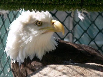 026 Bald Eagle.