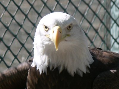 027 Bald Eagle.