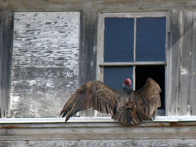 056 Turkey Vulture.