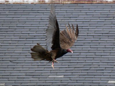 057 Turkey Vulture.