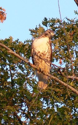 031 Hawk