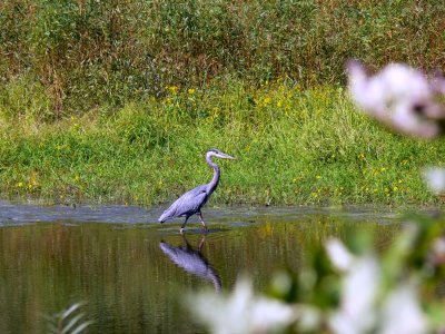 062 Great Blue Heron