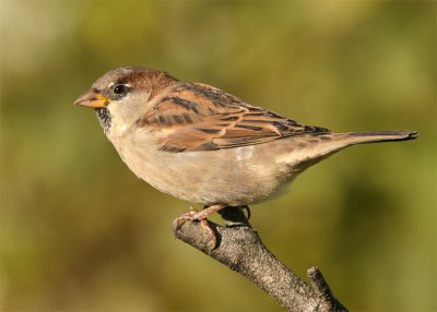 moineau-domestique_9473.jpg