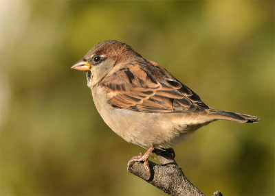 Moineau domestique