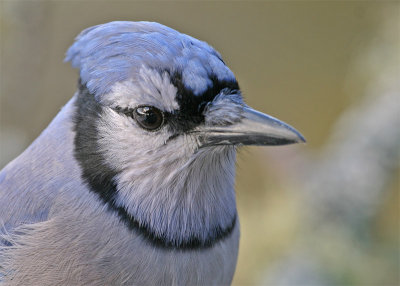 geai-bleu_9968_RT8.jpg