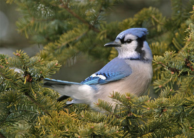 geai-bleu_9969_RT8.jpg