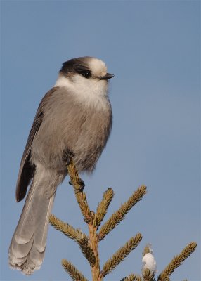 mésangeai-du-Canada_0015.jpg
