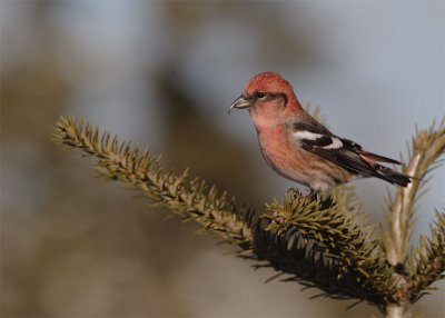 bec-croisé-bifacié_0101.jpg