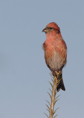 bec-croisé-bifacié_0115.jpg