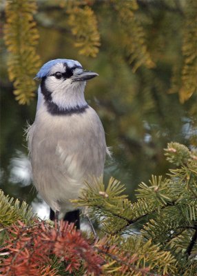 geai-bleu_9967_RT8.jpg