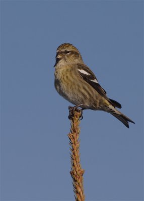 bec-croisé-bifacié_0063.jpg