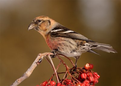 bec-croisé-bifascié_0892.jpg
