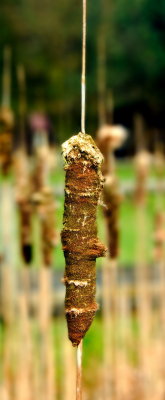 Reed