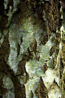 Bark