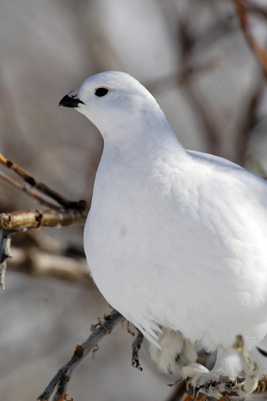 Ptarmigan