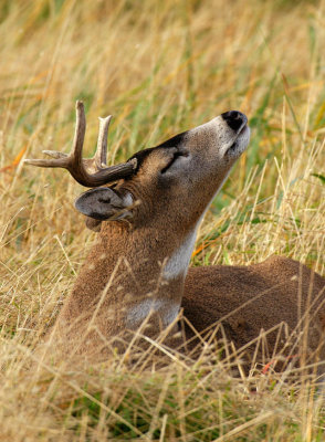 Blacktail Deer