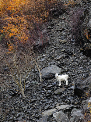 Dall's Sheep