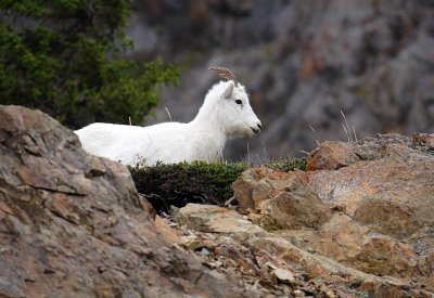 Dall's Sheep
