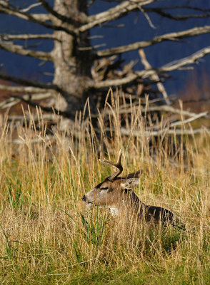 Blacktail Deer