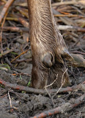 Bull Moose Dew-Claws