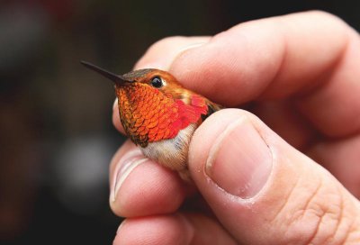 Banding Hummingbird Photos Of Alaska