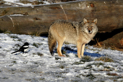 Coyote And Magpie