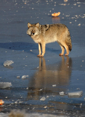 Coyote On Ice