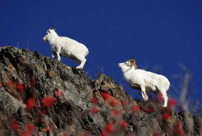 Dall's Sheep